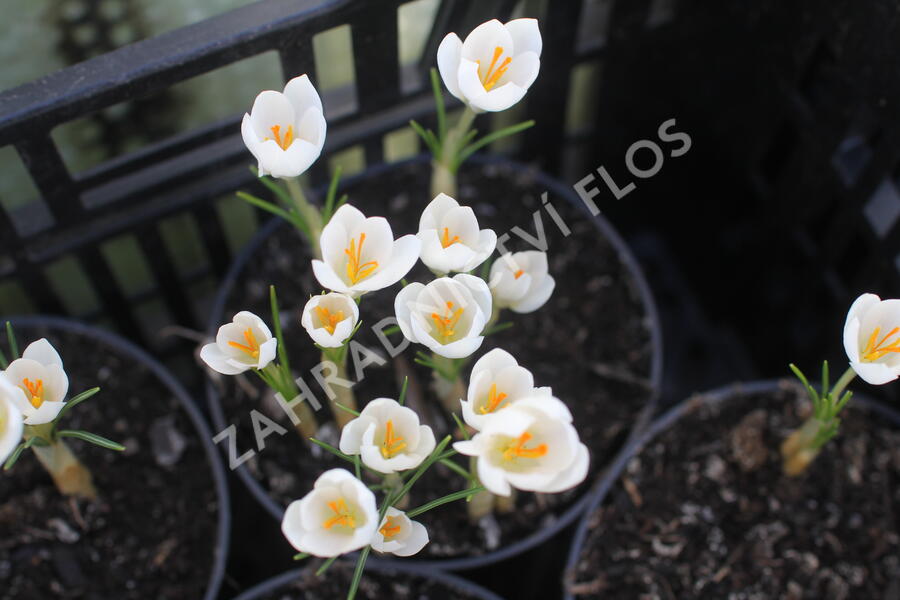 Krokus, šafrán 'Miss Vain' - Crocus 'Miss Vain'
