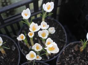 Krokus, šafrán 'Miss Vain' - Crocus 'Miss Vain'