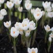 Krokus, šafrán 'Miss Vain' - Crocus 'Miss Vain'