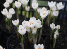Krokus, šafrán 'Miss Vain' - Crocus 'Miss Vain'