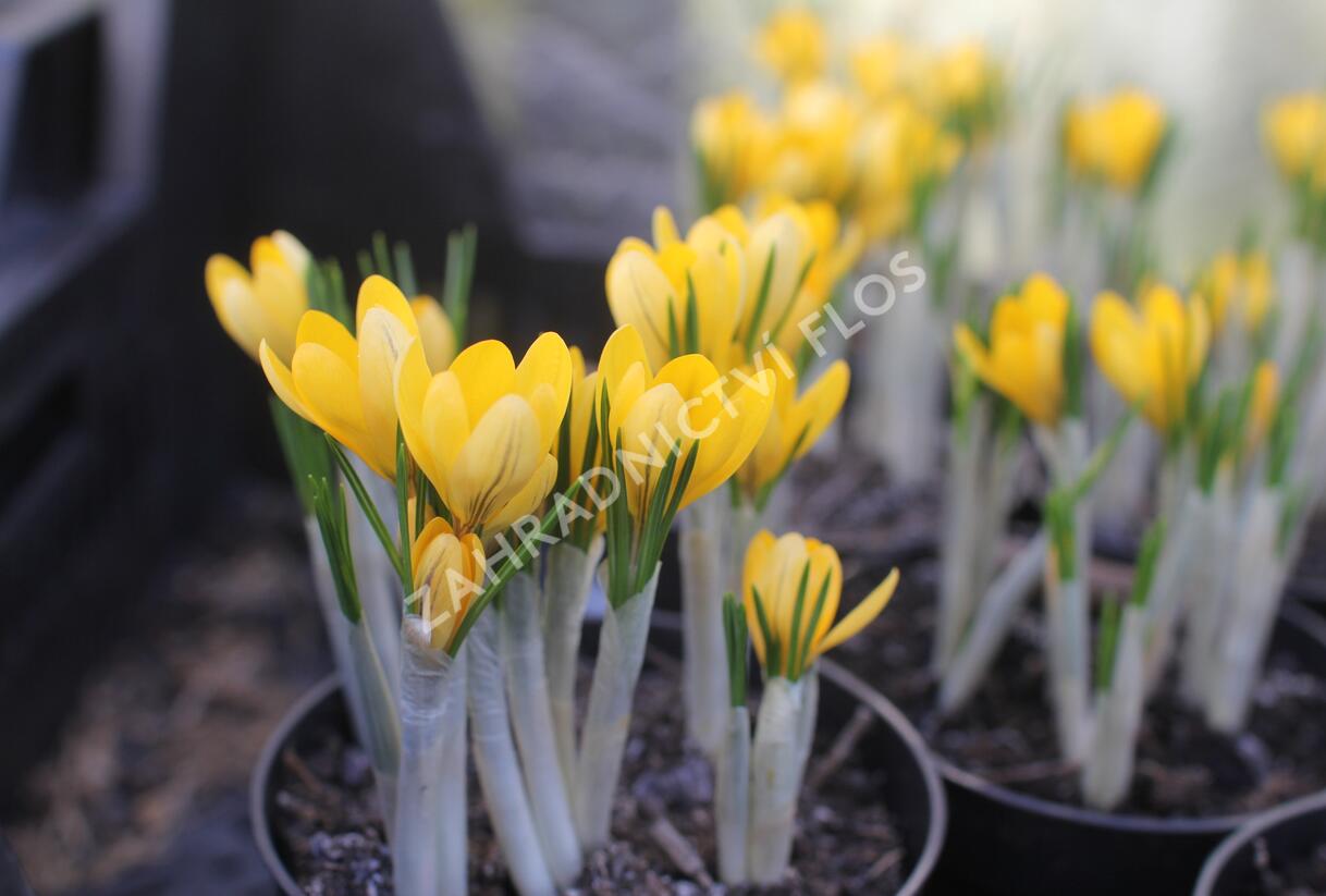 Krokus, šafrán 'Golden Yellow' - Crocus 'Golden Yellow'