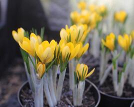 Krokus, šafrán 'Golden Yellow'