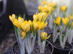 Krokus, šafrán 'Golden Yellow' - Crocus 'Golden Yellow'