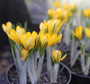 Krokus, šafrán 'Golden Yellow'