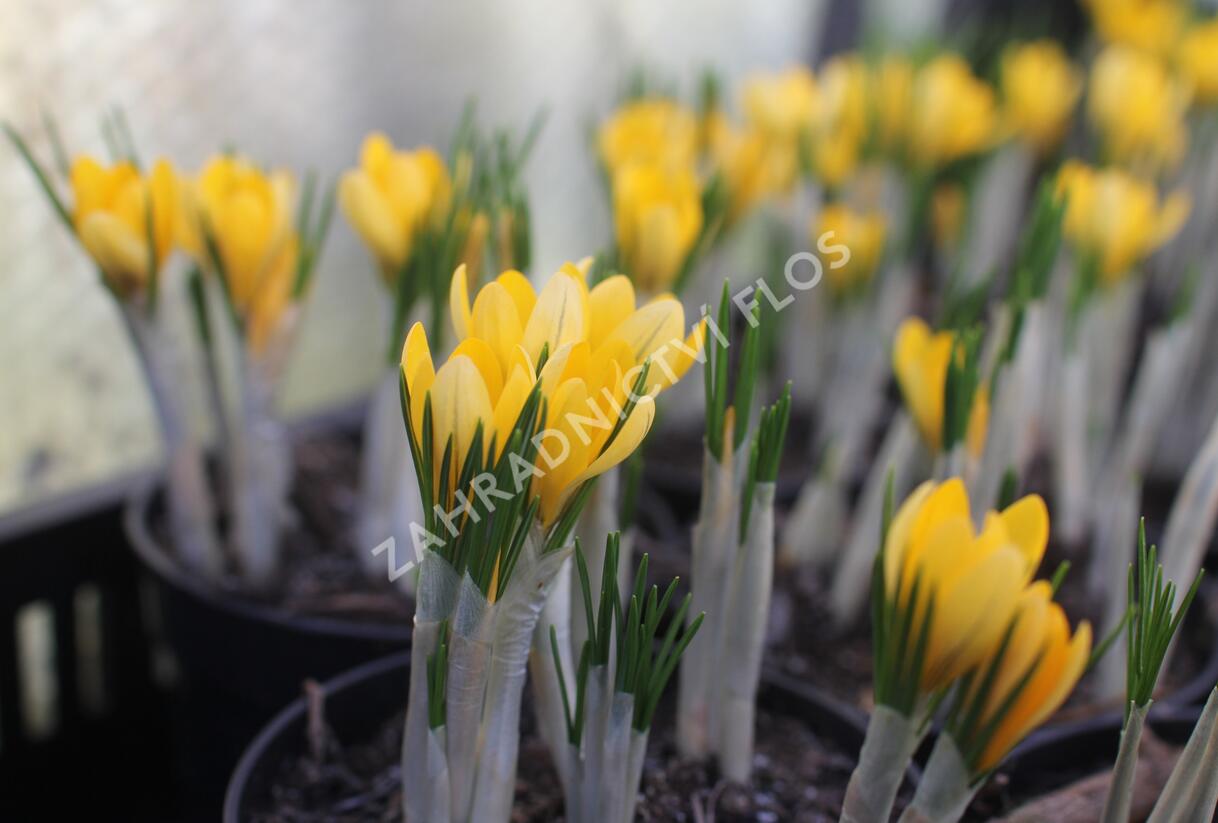 Krokus, šafrán 'Golden Yellow' - Crocus 'Golden Yellow'