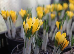 Krokus, šafrán 'Golden Yellow' - Crocus 'Golden Yellow'