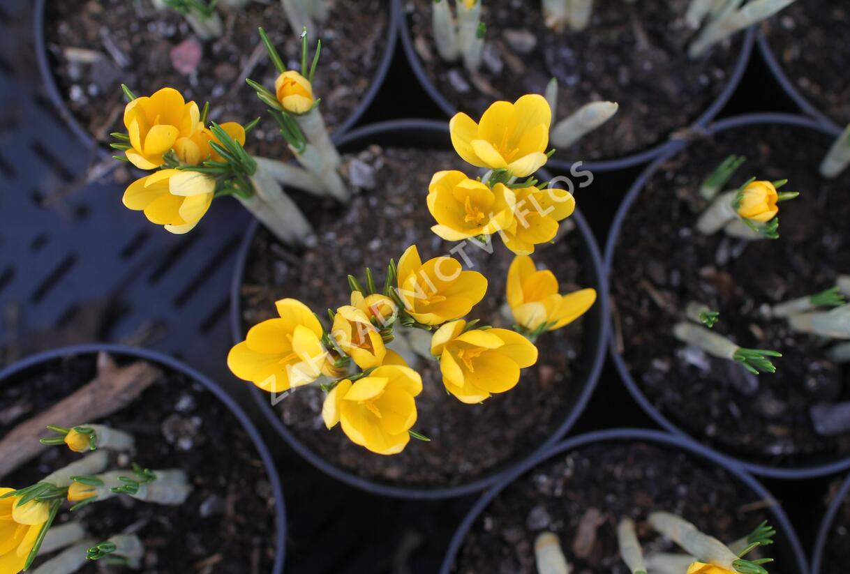 Krokus, šafrán 'Golden Yellow' - Crocus 'Golden Yellow'