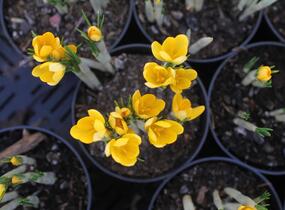 Krokus, šafrán 'Golden Yellow' - Crocus 'Golden Yellow'