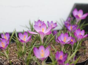 Krokus, šafrán Tommasiniho 'Ruby Giant' - Crocus tommasinianus 'Ruby Giant'