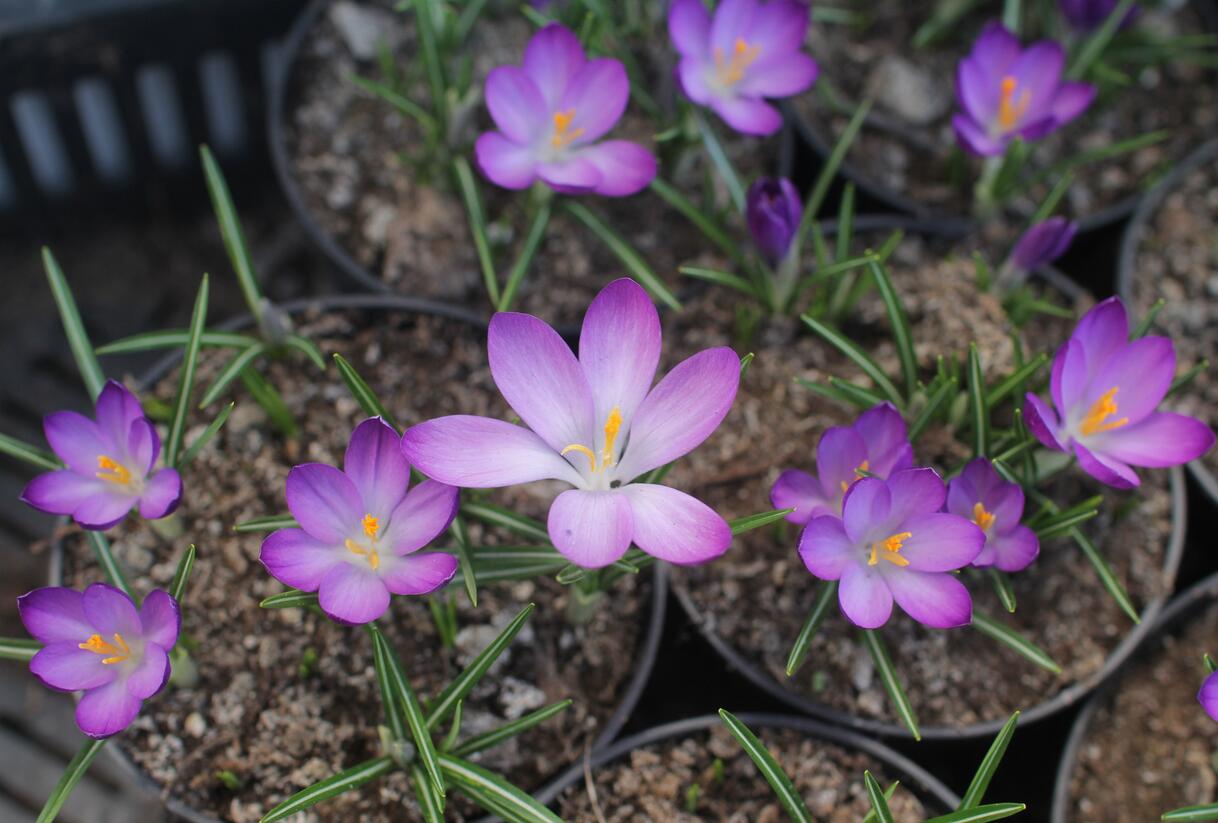 Krokus, šafrán Tommasiniho 'Ruby Giant' - Crocus tommasinianus 'Ruby Giant'