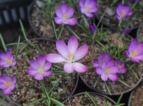 Krokus, šafrán Tommasiniho 'Ruby Giant' - Crocus tommasinianus 'Ruby Giant'
