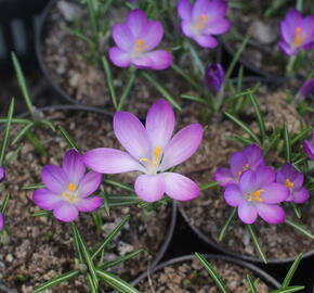 Krokus, šafrán Tommasiniho 'Ruby Giant' - Crocus tommasinianus 'Ruby Giant'