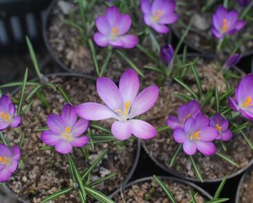 Krokus, šafrán Tommasiniho 'Ruby Giant'