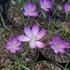 Crocus tommasinianus 'Ruby Giant'.JPG