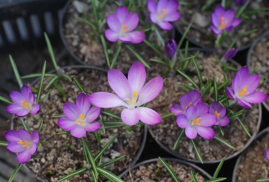 Krokus, šafrán Tommasiniho 'Ruby Giant' - Crocus tommasinianus 'Ruby Giant'