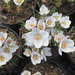 Krokus, šafrán zlatý 'Prins Claus' - Crocus chrysanthus 'Prins Claus'