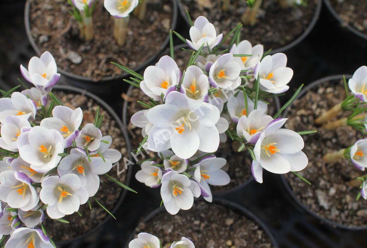 Krokus, šafrán zlatý 'Prins Claus' - Crocus chrysanthus 'Prins Claus'