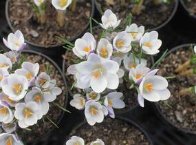 Krokus, šafrán zlatý 'Prins Claus' - Crocus chrysanthus 'Prins Claus'