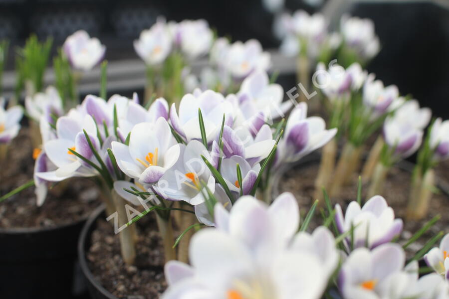 Krokus, šafrán zlatý 'Prins Claus' - Crocus chrysanthus 'Prins Claus'