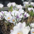 Krokus, šafrán zlatý 'Prins Claus' - Crocus chrysanthus 'Prins Claus'
