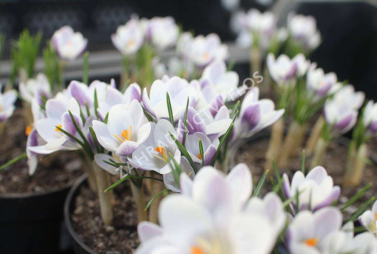 Krokus, šafrán zlatý 'Prins Claus' - Crocus chrysanthus 'Prins Claus'