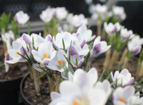 Krokus, šafrán zlatý 'Prins Claus' - Crocus chrysanthus 'Prins Claus'