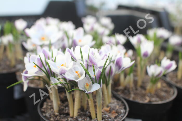 Krokus, šafrán zlatý 'Prins Claus' - Crocus chrysanthus 'Prins Claus'