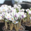 Krokus, šafrán zlatý 'Prins Claus' - Crocus chrysanthus 'Prins Claus'