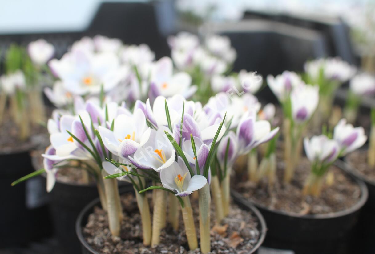 Krokus, šafrán zlatý 'Prins Claus' - Crocus chrysanthus 'Prins Claus'