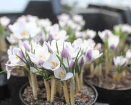 Krokus, šafrán zlatý 'Prins Claus'
