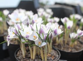 Krokus, šafrán zlatý 'Prins Claus' - Crocus chrysanthus 'Prins Claus'
