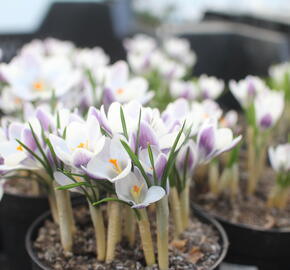 Krokus, šafrán zlatý 'Prins Claus'