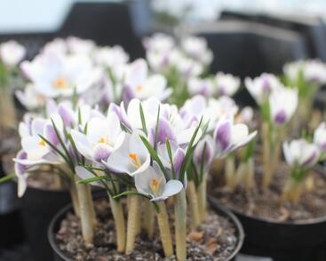 Krokus, šafrán zlatý 'Prins Claus'