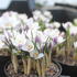 Crocus chrysanthus 'Prins Claus'.JPG