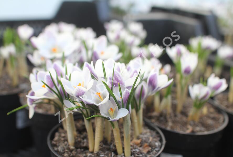 Krokus, šafrán zlatý 'Prins Claus' - Crocus chrysanthus 'Prins Claus'
