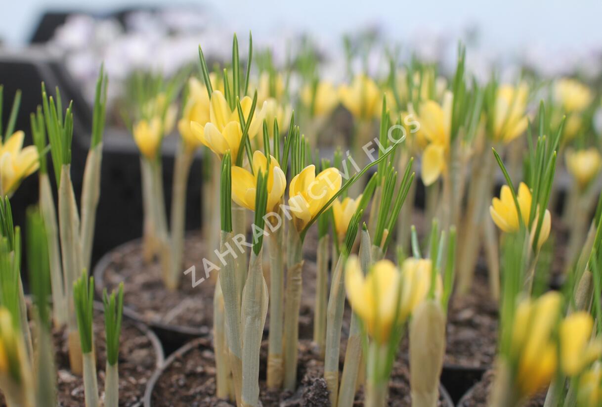 Krokus, šafrán zlatý 'Romance' - Crocus chrysanthus 'Romance'