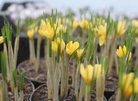 Krokus, šafrán zlatý 'Romance' - Crocus chrysanthus 'Romance'