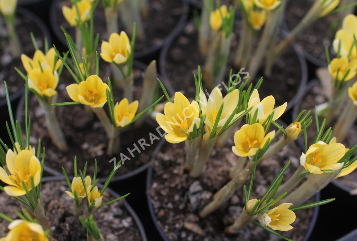 Krokus, šafrán zlatý 'Romance' - Crocus chrysanthus 'Romance'
