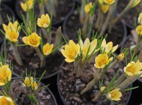 Krokus, šafrán zlatý 'Romance' - Crocus chrysanthus 'Romance'