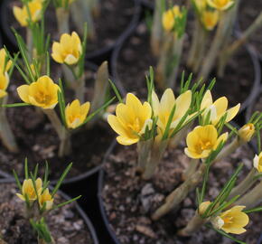 Krokus, šafrán zlatý 'Romance' - Crocus chrysanthus 'Romance'