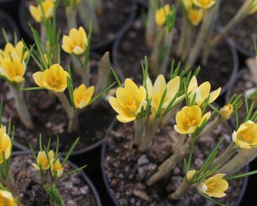 Krokus, šafrán zlatý 'Romance'