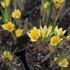 Crocus chrysanthus 'Romance'.JPG