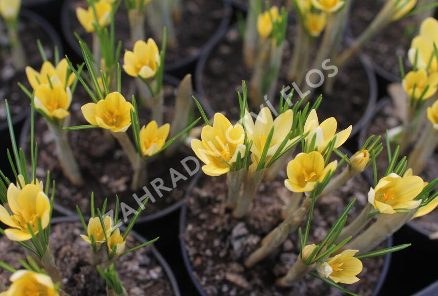 Krokus, šafrán zlatý 'Romance' - Crocus chrysanthus 'Romance'