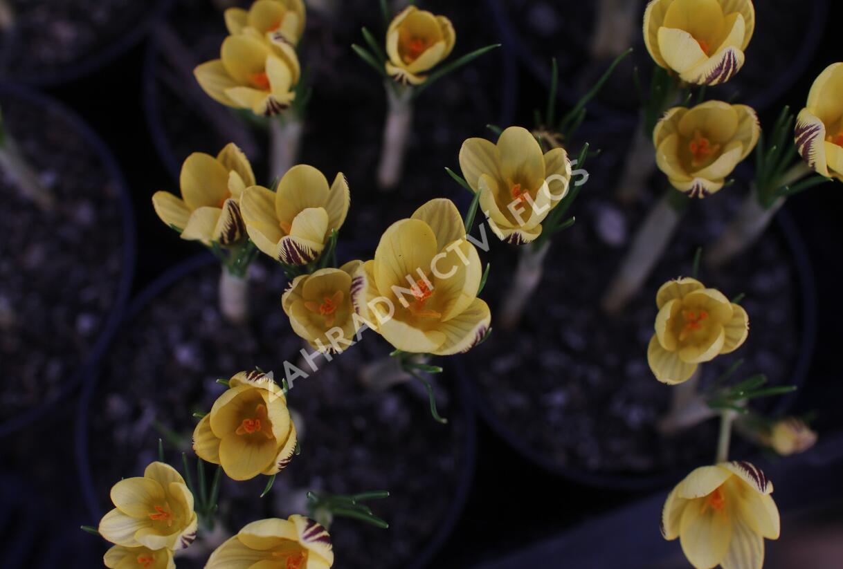 Krokus, šafrán zlatý 'Gipsy Girl' - Crocus chrysanthus 'Gipsy Girl'