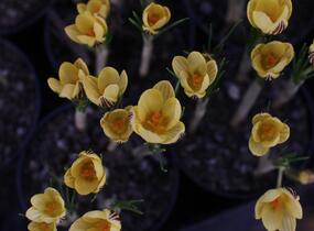 Krokus, šafrán zlatý 'Gipsy Girl' - Crocus chrysanthus 'Gipsy Girl'