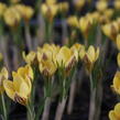 Krokus, šafrán zlatý 'Gipsy Girl' - Crocus chrysanthus 'Gipsy Girl'