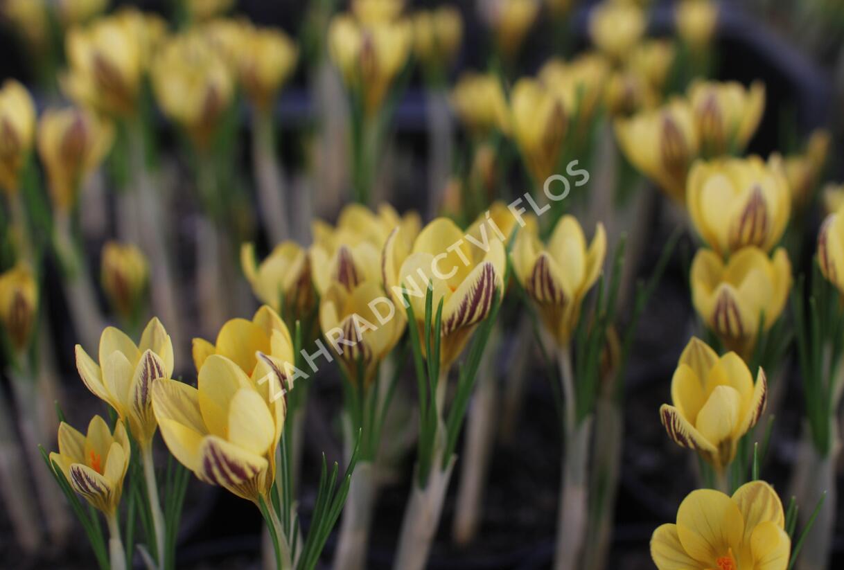 Krokus, šafrán zlatý 'Gipsy Girl' - Crocus chrysanthus 'Gipsy Girl'