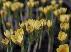 Krokus, šafrán zlatý 'Gipsy Girl' - Crocus chrysanthus 'Gipsy Girl'