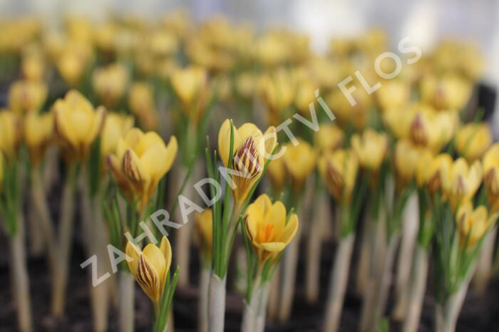 Krokus, šafrán zlatý 'Gipsy Girl' - Crocus chrysanthus 'Gipsy Girl'