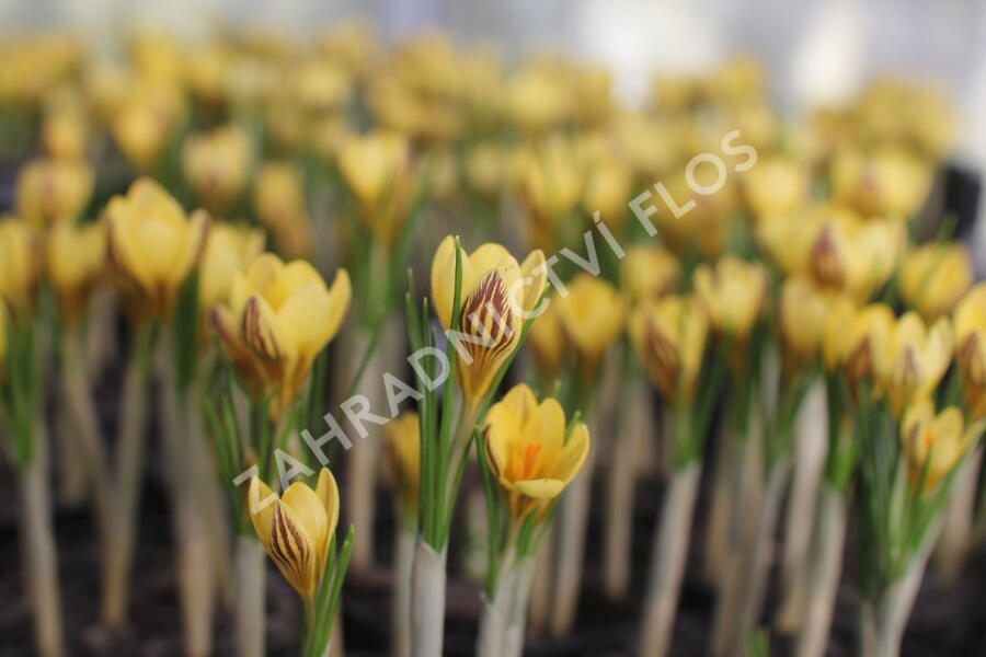 Krokus, šafrán zlatý 'Gipsy Girl' - Crocus chrysanthus 'Gipsy Girl'